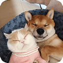 萌趣猫狗翻译器免费版下载-萌趣猫狗翻译器免费版安卓版下载v1.2.7